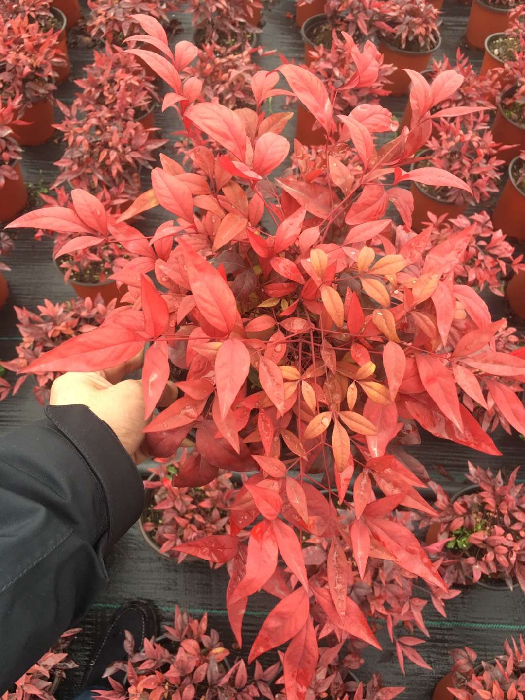 種苗兩年，投資2000萬，干出兩個“大”，這個山東兄弟有點(diǎn)“狠”