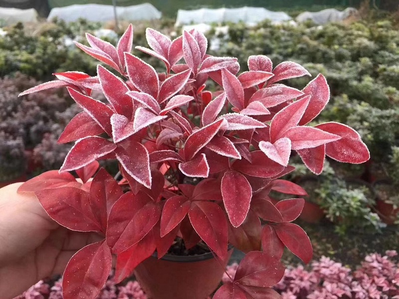 紅葉南天竹|火焰南天竹具備哪些觀特性？