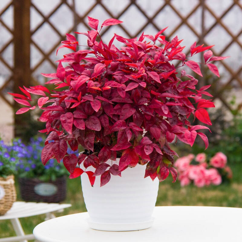 火焰南天竹——在冰冷的冬天，送你暖的色彩！