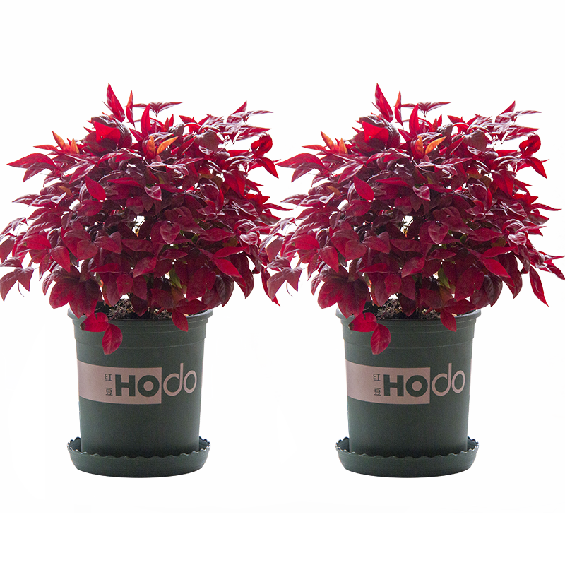 火焰南天竹——在冰冷的冬天，送你暖的色彩！